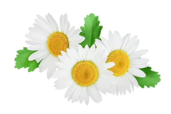 One chamomile or daisies with leaves isolated on white background — Stock Photo, Image