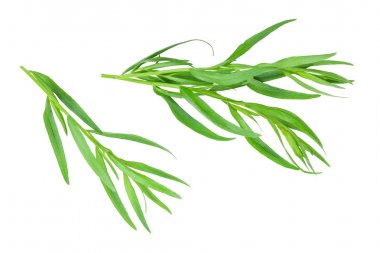 Taron veya Estragon beyaz bir arka planda izole. Artemisia dracunculus. Üst görünüm. Düz yatma