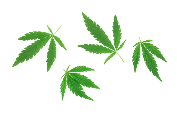 Marijuana leaf, green cannabis leaf isolated on white background. — Stock Photo, Image