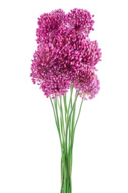 Beyaz arka planda izole edilmiş yabani sarımsak çiçeği.