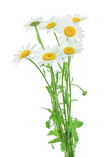 One chamomile or daisies with leaves isolated on white background — Stock Photo, Image