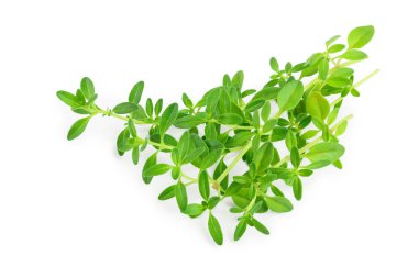 Beyaz arka plan üzerinde izole taze kekik baharat