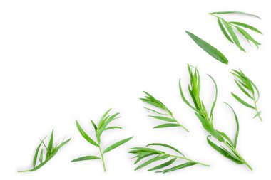 Taron veya Estragon metin için kopya alanı ile beyaz arka planda izole. Artemisia dracunculus. Üst görünüm. Düz yatma