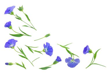 keten çiçek veya Linum usitatissimum metin için kopya alanı ile beyaz bir arka plan üzerinde. Üst görünüm, düz yatıyordu