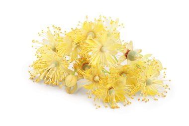 Ihlamur çiçekleri dalı beyaz arka plan üzerinde izole.