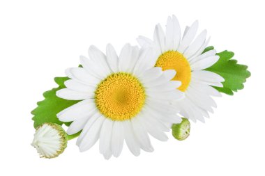one chamomile or daisies with leaves isolated on white background clipart