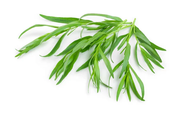 Tarragon or estragon isolated on a white background. Artemisia dracunculus — Stock Photo, Image