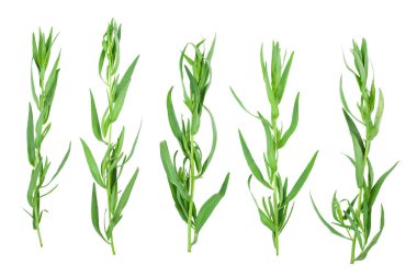 Taron veya Estragon beyaz bir arka planda izole. Artemisia dracunculus. Üst görünüm. Düz yatma