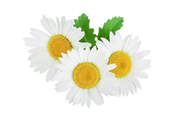 One chamomile or daisies with leaves isolated on white background — Stock Photo, Image