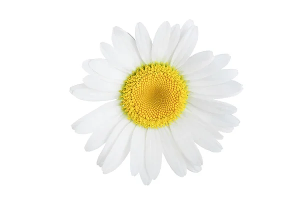 흰색 배경에 고립 된 카모마일 또는 데이지 1 개 — 스톡 사진