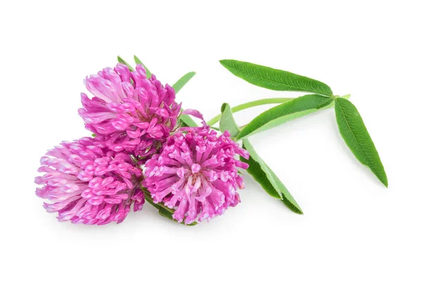 Flores de trébol o trefilado hierbas medicinales aisladas sobre fondo blanco — Foto de Stock