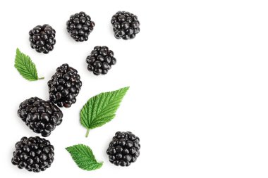 beyaz bir arka plan üzerinde izole yaprak ile böğürtlen. Metniniz için kopyalama alanı ile. Üst te. Düz yatıyordu