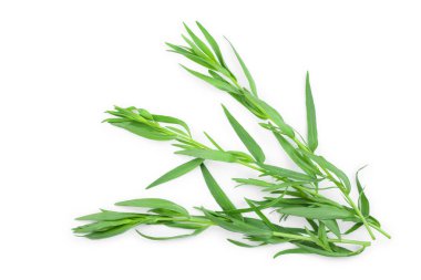 Taron veya Estragon beyaz bir arka planda izole. Artemisia dracunculus. Üst görünüm. Düz yatma