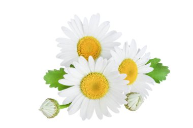 one chamomile or daisies with leaves isolated on white background clipart
