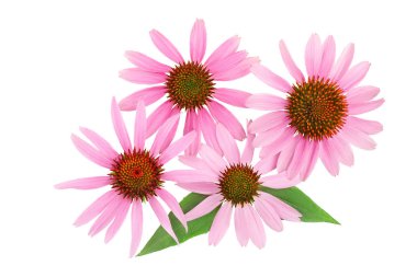 Koni çiçeği veya Ekinezya purpurea beyaz arka plan izole, Üst görünüm. Düz yatıyordu.