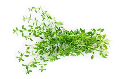 Beyaz arka plan üzerinde izole taze kekik baharat