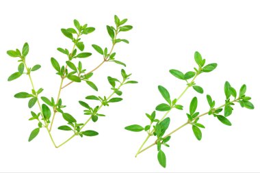 Taze kekik baharat beyaz arka plan izole, Üst görünüm. Düz yatıyordu.