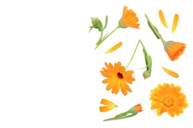 Calendula. Marigold çiçeği beyaz arka planda izole edilmiş. Üst Manzara. Düz uzanma deseni
