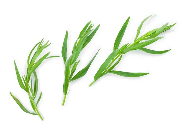 Táron vagy Estragon izolált fehér alapon. Artemisia dracunculus. Felülnézet. Lapos feküdt — Stock Fotó