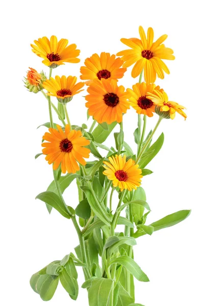 Bushes of orange Calendula flowers background . Isolated on white — Stock Photo, Image