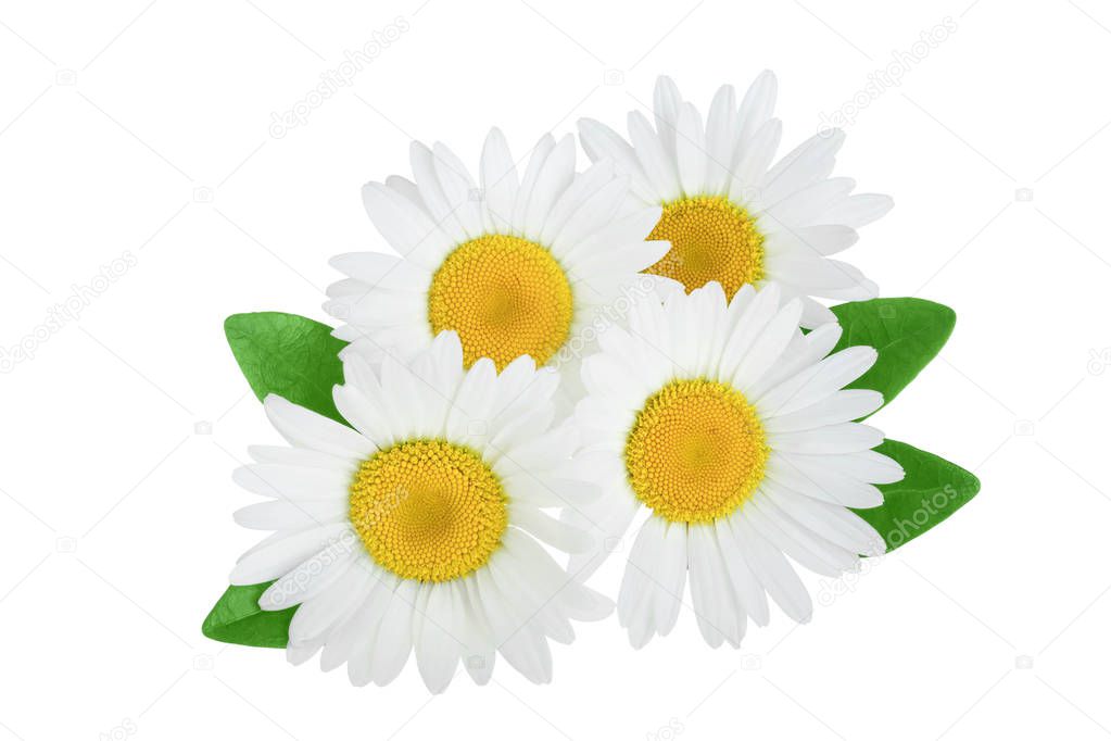 one chamomile or daisies with leaves isolated on white background