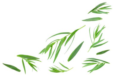 Taron veya Estragon metin için kopya alanı ile beyaz arka planda izole. Artemisia dracunculus. Üst görünüm. Düz yatma