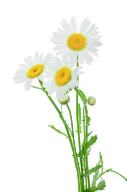 bir papatya veya papatya ile yaprakları üzerinde izole beyaz arka plan