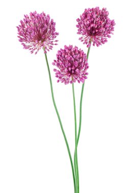 Beyaz arka planda izole edilmiş yabani sarımsak çiçeği.