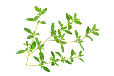 Taze kekik baharat beyaz arka plan izole, Üst görünüm. Düz yatıyordu.