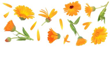 Calendula. Kopya alanı metniniz için beyaz zemin üzerine izole kadife çiçeği çiçek. Üstten görünüm. Düz yatıyordu desen