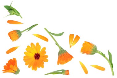 Calendula. Kopya alanı metniniz için beyaz zemin üzerine izole kadife çiçeği çiçek. Üstten görünüm. Düz yatıyordu desen