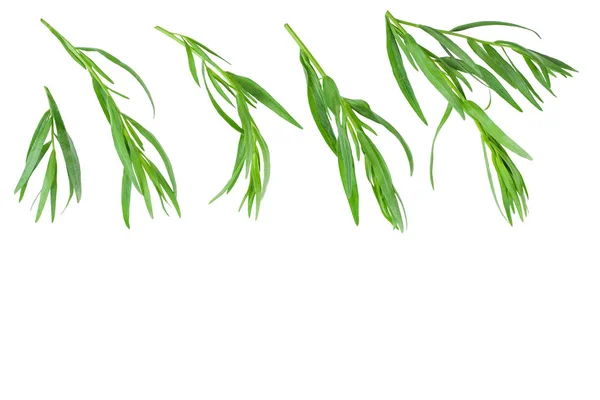 Estragon nebo Estragonovi izolovaný na bílém pozadí s prostorem pro kopírování textu. Artemisia dracunculus. Pohled shora. Plochá ležela — Stock fotografie