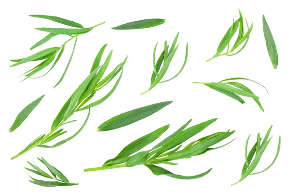 Dragoncello o estragone isolato su fondo bianco. Artemisia dracunculus. Vista dall'alto. Posa piatta — Foto Stock