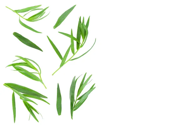 Taron veya Estragon metin için kopya alanı ile beyaz arka planda izole. Artemisia dracunculus. Üst görünüm. Düz yatma — Stok fotoğraf