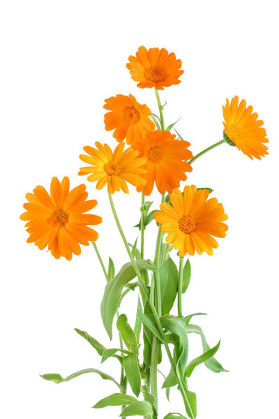 Bushes of orange Calendula flowers background. Изолированные на белом
