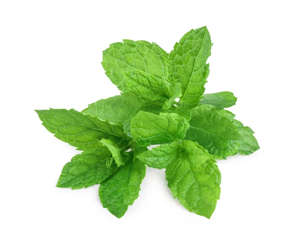 Fresh mint leaves isolated on white background Stock Image