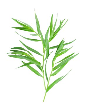 Taron veya Estragon beyaz bir arka planda izole. Artemisia dracunculus. Üst görünüm. Düz yatma