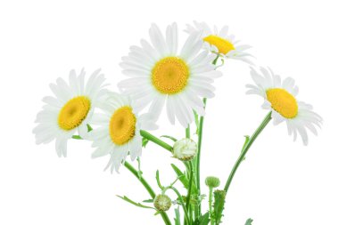 bir papatya veya papatya ile yaprakları üzerinde izole beyaz arka plan