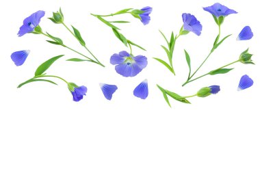 keten çiçek veya Linum usitatissimum metin için kopya alanı ile beyaz bir arka plan üzerinde. Üst görünüm, düz yatıyordu