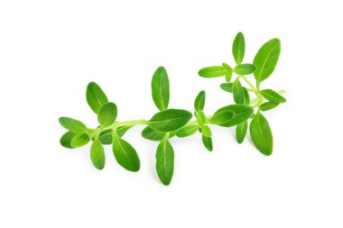 Beyaz arka plan üzerinde izole taze kekik baharat