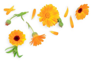 Calendula. Kopya alanı metniniz için beyaz zemin üzerine izole kadife çiçeği çiçek. Üstten görünüm. Düz yatıyordu desen