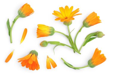 Calendula. Marigold çiçeği beyaz arka planda izole edilmiş. Üst Manzara. Düz uzanma deseni