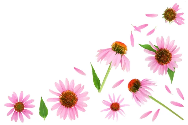 Sonnenhut oder Echinacea purpurea isoliert auf weißem Hintergrund mit Kopierraum für Ihren Text. Ansicht von oben. flache Lage — Stockfoto