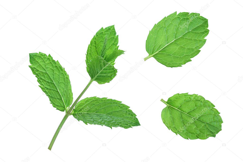 fresh mint leaves isolated on white background