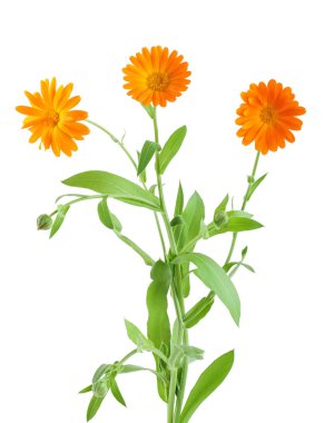 Turuncu calendula çiçek arka plan çalılar. beyaz izole
