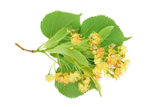 Flores de tilo con hoja aislada sobre fondo blanco — Foto de Stock