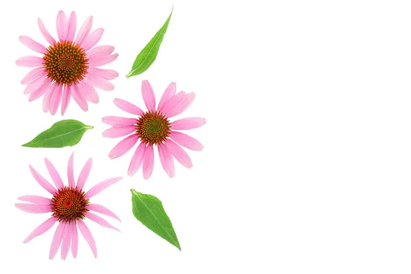 Sonnenhut oder Echinacea purpurea isoliert auf weißem Hintergrund mit Kopierraum für Ihren Text. Ansicht von oben. flache Lage — Stockfoto