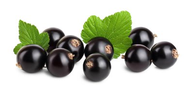 Beyaz zemin üzerinde yaprak izole siyah frenk üzümü