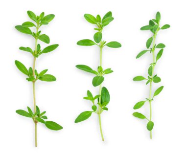 Taze kekik baharat beyaz arka plan izole, Üst görünüm. Düz yatıyordu.