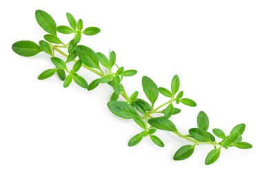 Beyaz arka plan üzerinde izole taze kekik baharat